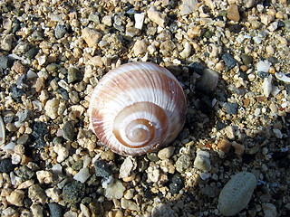 Image showing Lonely shell