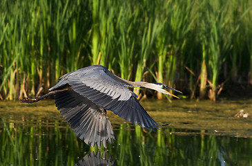 Image showing Blue heron flight