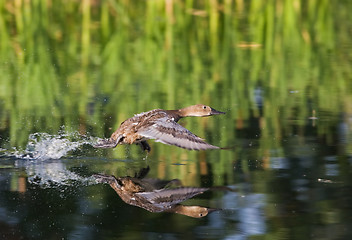 Image showing Taking flight