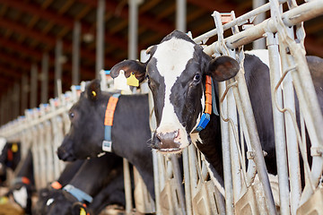 Image showing herd of cows in cowshed on dairy farm