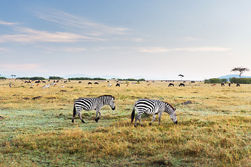 Image showing zebras and other animals in savannah at africa