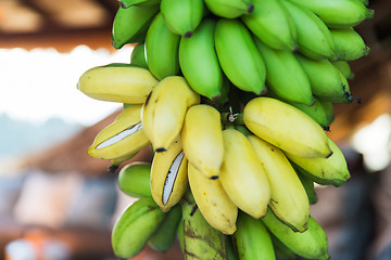 Image showing close up of green bananas at street market