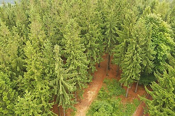 Image showing Forest hiking path