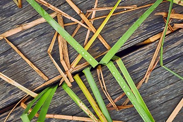 Image showing Plant and wood background