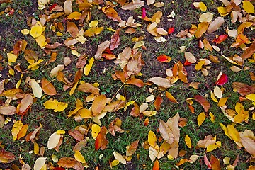 Image showing Fallen leaves on grass