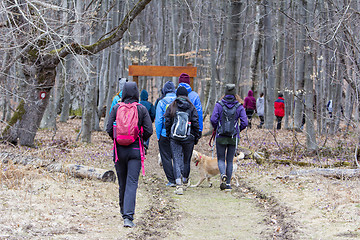 Image showing Group of young hikers  walking along the forest road