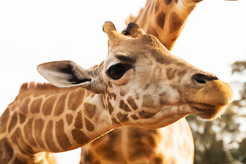 Image showing close up of giraffes in africa