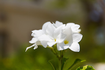 Image showing plumeria or frangipani exotic flower outdoors