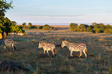 Image showing herd of zebras grazing in savannah at africa