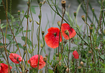 Image showing Beautiful red poppies 