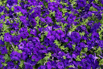 Image showing Flowers of bright petunia