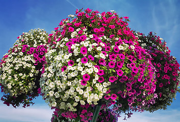 Image showing Flowers of bright petunia