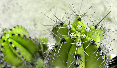 Image showing cactus with big sharp needles