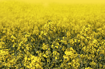 Image showing Field of flowers winter cress