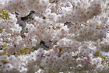 Image showing Branches of blooming spring tree 