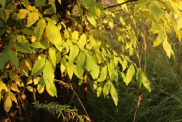 Image showing Autumn tree branches