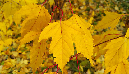 Image showing Bright yellow foliage of autumn tree