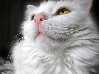 Image showing Portrait of a white cat with green eyes looking up