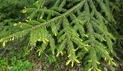 Image showing Branch of coniferous tree