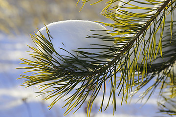 Image showing Pine branch covered with snow