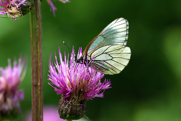 Image showing Black-veined White butterfly (Aporia crataegi)