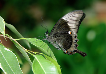 Image showing Beautiful elegant butterfly 