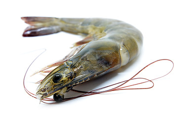 Image showing Fresh raw prawns