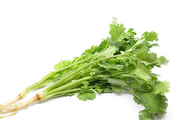 Image showing Fresh coriander bunch