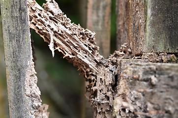 Image showing Damage wood eaten by termite