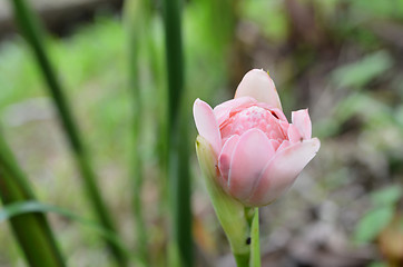 Image showing Etlingera elatior flower in the garden