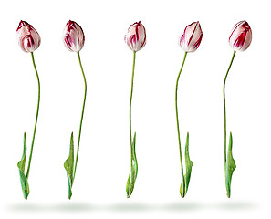 Image showing Several tulips in a row