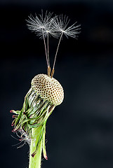 Image showing Dandelion with some feather