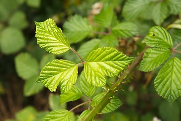 Image showing Green Leaves Background