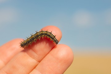 Image showing Caterpillar crawling on fingers