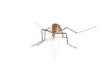 Image showing Mosquito on white surface