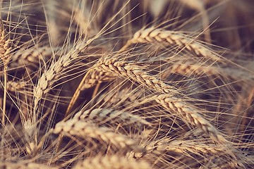 Image showing Wheat field detail