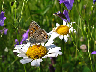 Image showing Beautiful butterfly on a chamomile flower