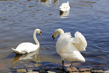 Image showing Beautiful white swans 