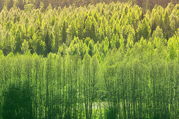 Image showing Background With Green Spring Forest