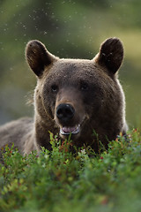 Image showing Brown bear portrait. Bear face.