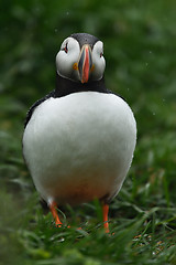 Image showing Puffin in the rain. Puffin portrait.