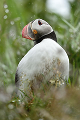Image showing Puffin in the rain. Puffin portrait.