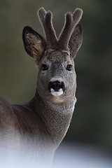 Image showing Roebuck portrait. Roe deer portrait. Wild animal portrait. Roebuck with horns.