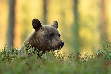 Image showing Brown bear resting in forest with forest background