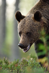 Image showing Watch Out for the Bear. Bear portrait.