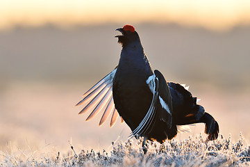 Image showing black grouse shouting. black grouse calling at sunrise. black grouse (tetrao tetrix) at sunrise. rooster.
