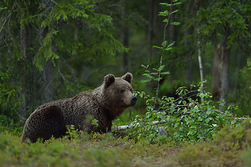 Image showing brown bear resting in the forest