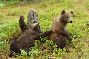 Image showing young bear cubs playing. funny bears