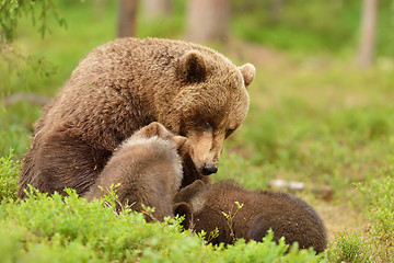 Image showing brown bear mother with cubs in a forest