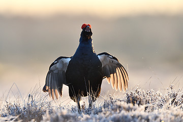 Image showing black grouse shouting at sunrise. black grouse jumping.